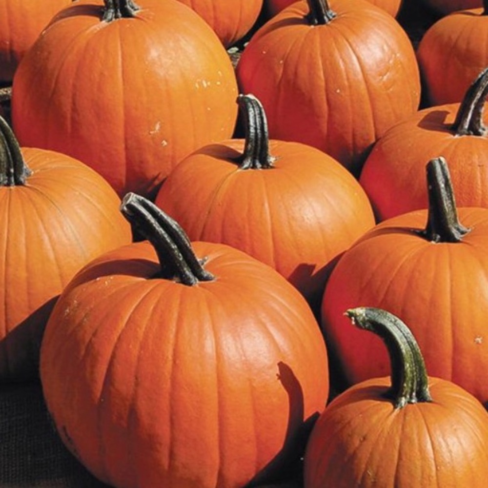 Halloween SALE!!!